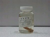 藏品(大鱗副泥鰍)的圖片